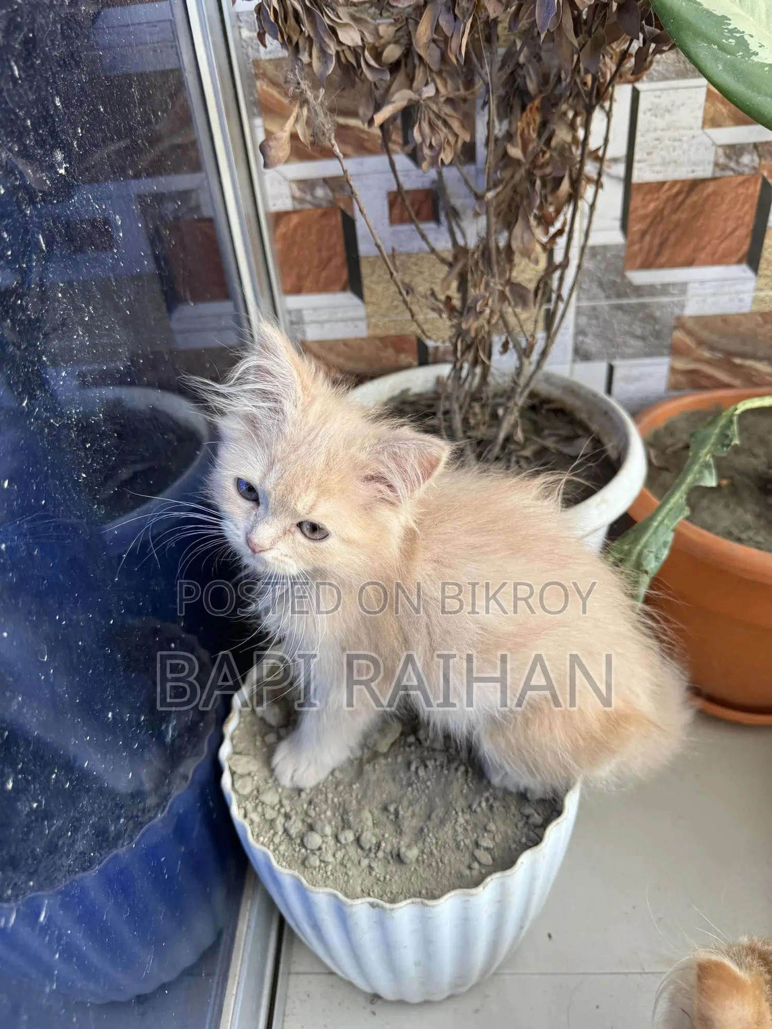 1-3 Months Female Purebred Persian