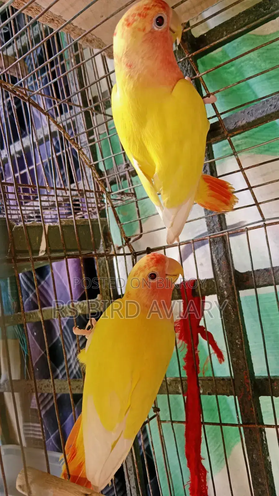 Lovebird Pair