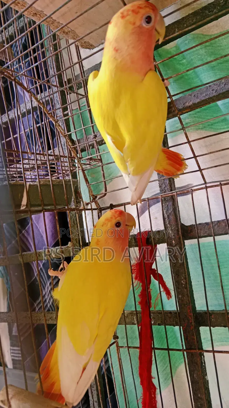 Lovebird Pair