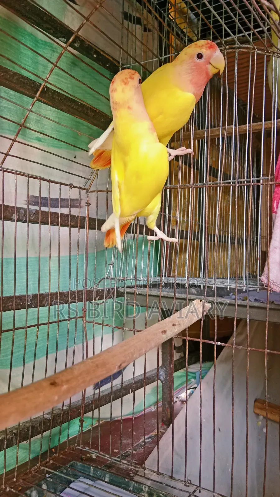 Lovebird Pair
