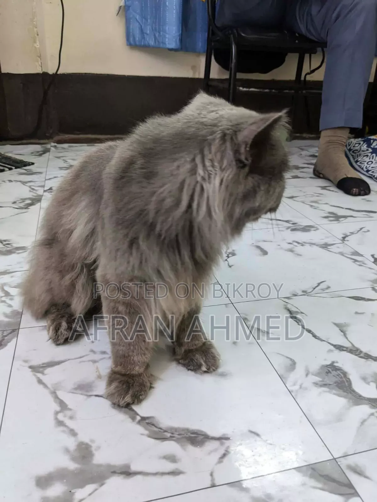 1+ Year Male Purebred Persian