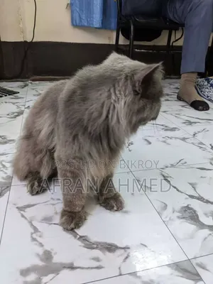 1+ Year Male Purebred Persian
