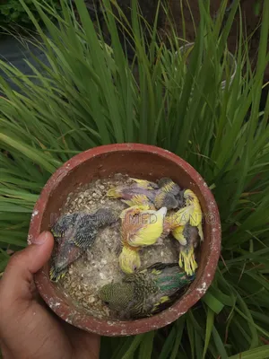 বাজিগর পাখি