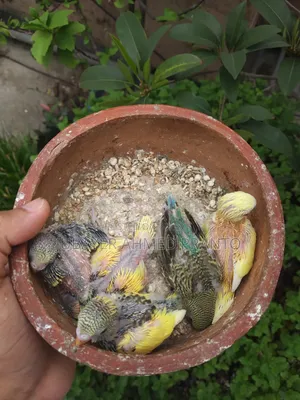 বাজিগর পাখি