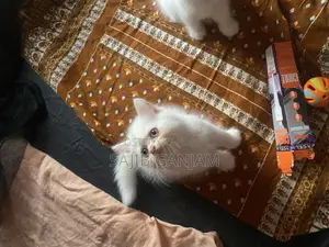 ০-১ মাস বয়সী মেয়ে পার্সিয়ান বিড়াল