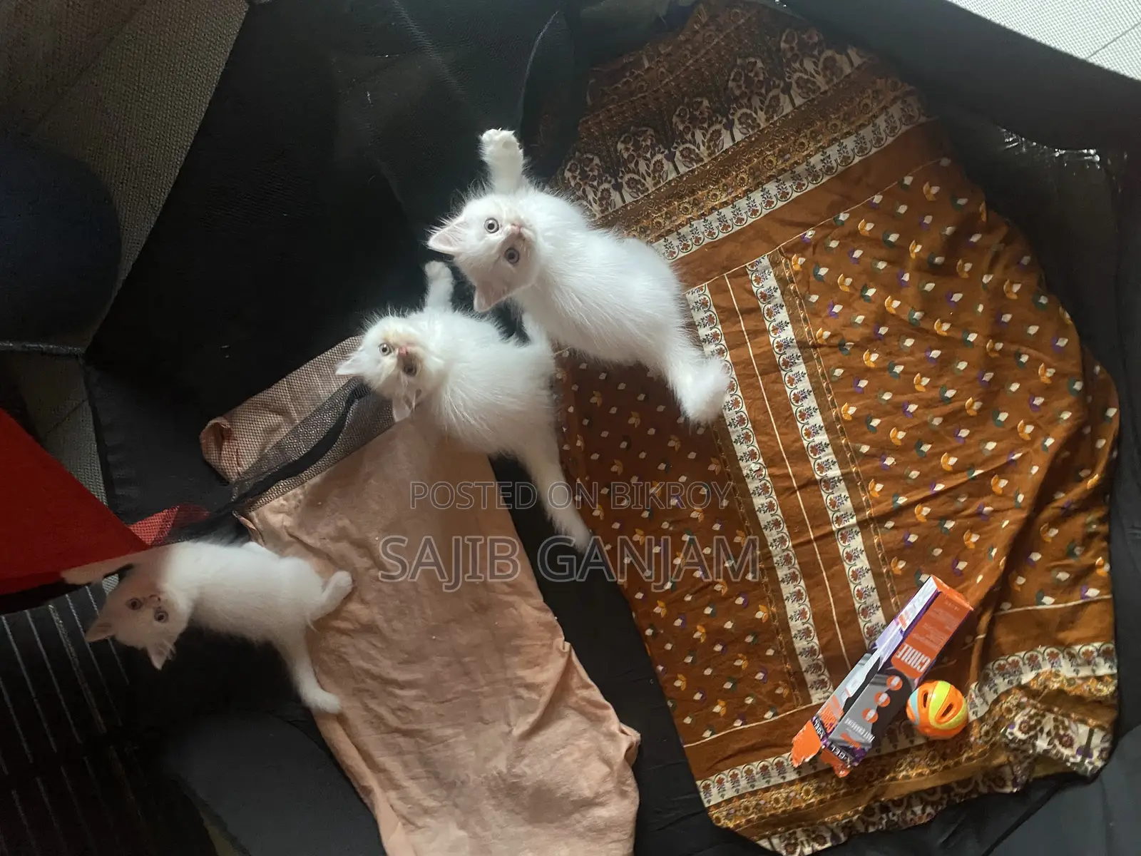 ০-১ মাস বয়সী মেয়ে পার্সিয়ান বিড়াল