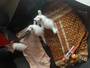 ০-১ মাস বয়সী মেয়ে পার্সিয়ান বিড়াল