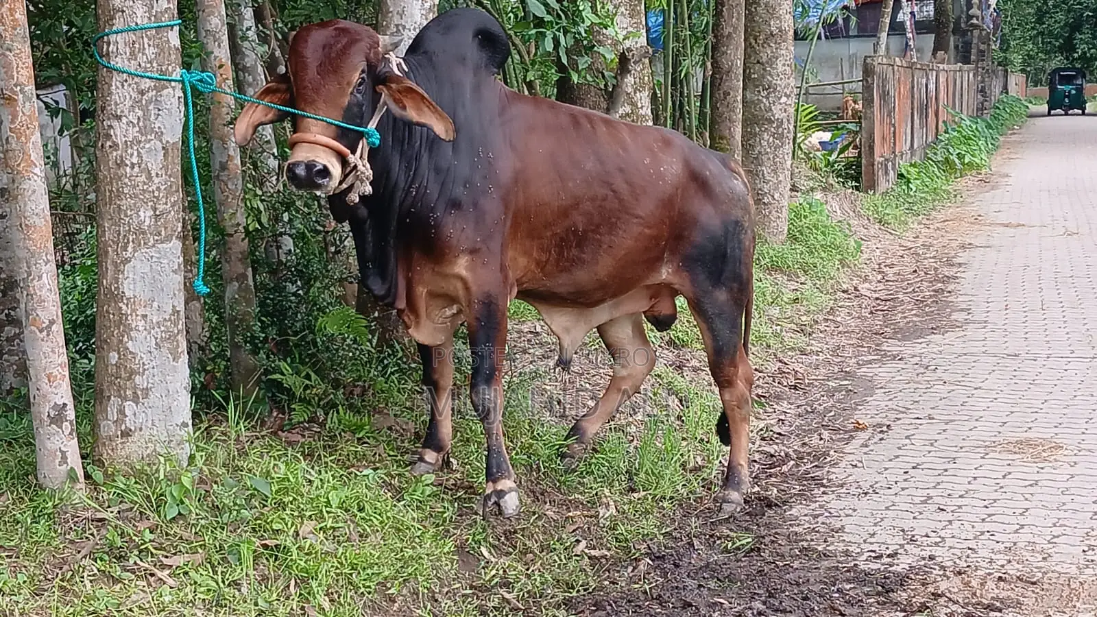 Fighter Bull