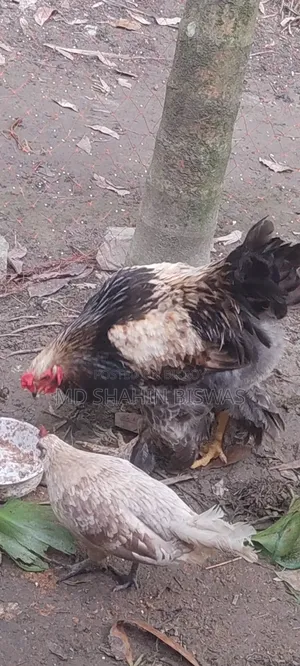 Colombian Buff Brahma Rooster