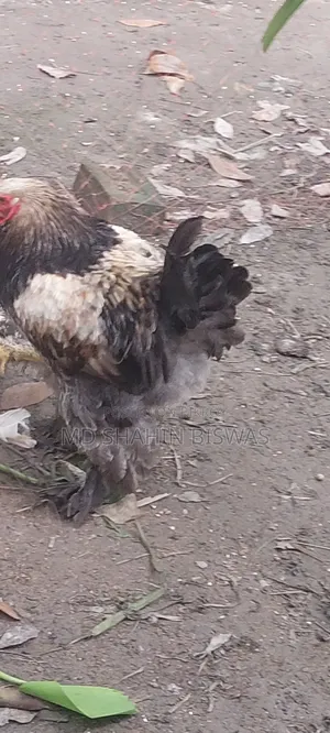 Colombian Buff Brahma Rooster