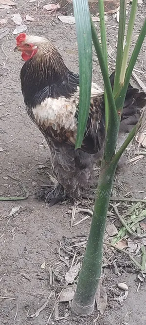 Colombian Buff Brahma Rooster