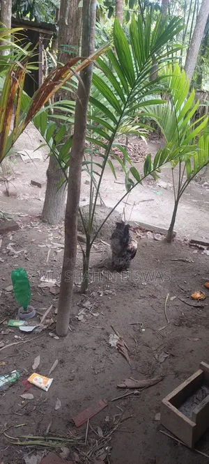 Colombian Buff Brahma Rooster