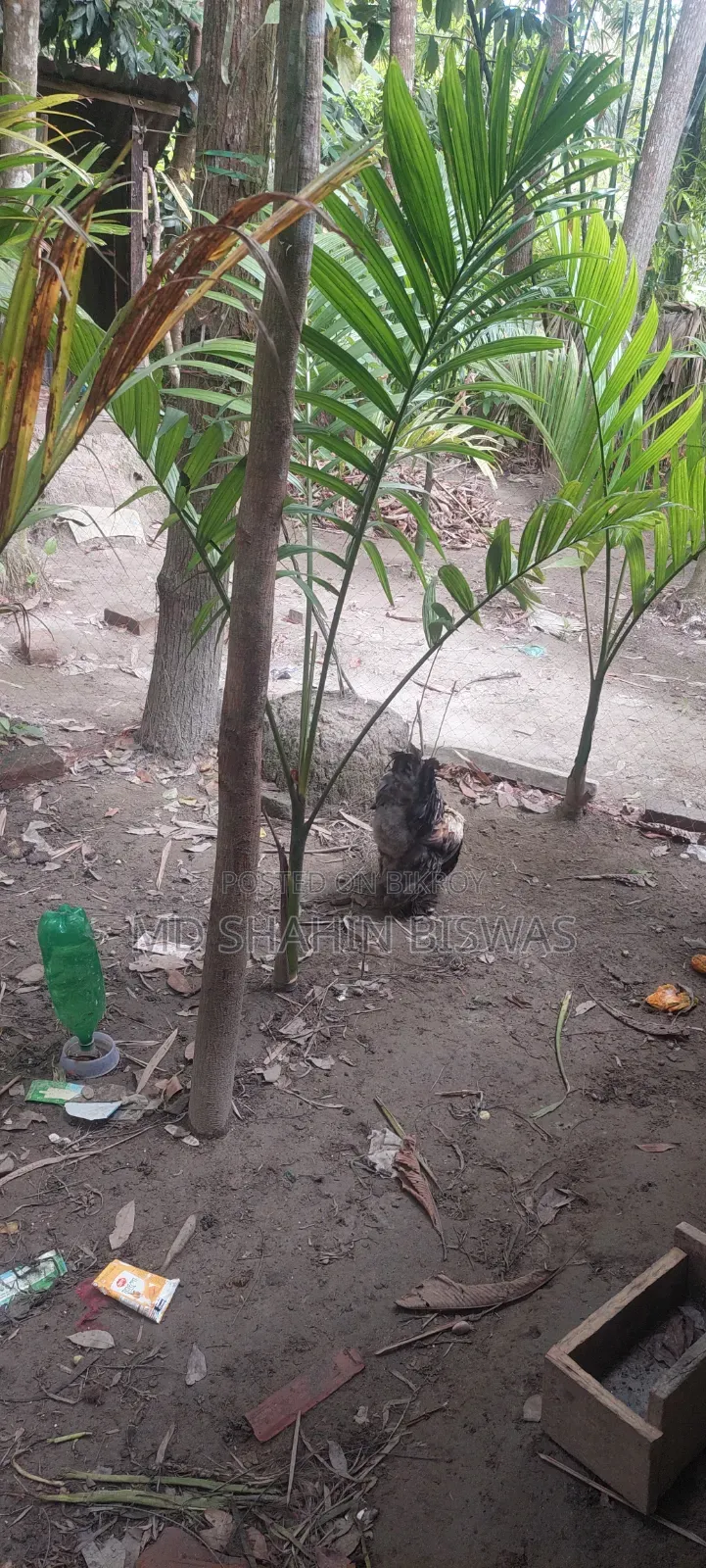 Colombian Buff Brahma Rooster