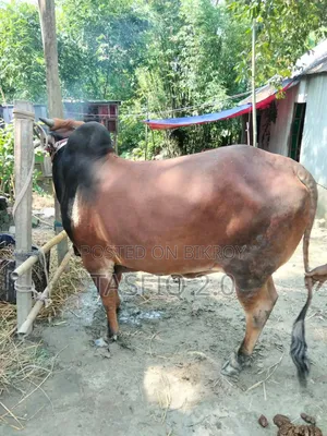 গরু বিক্রি করা হবে
