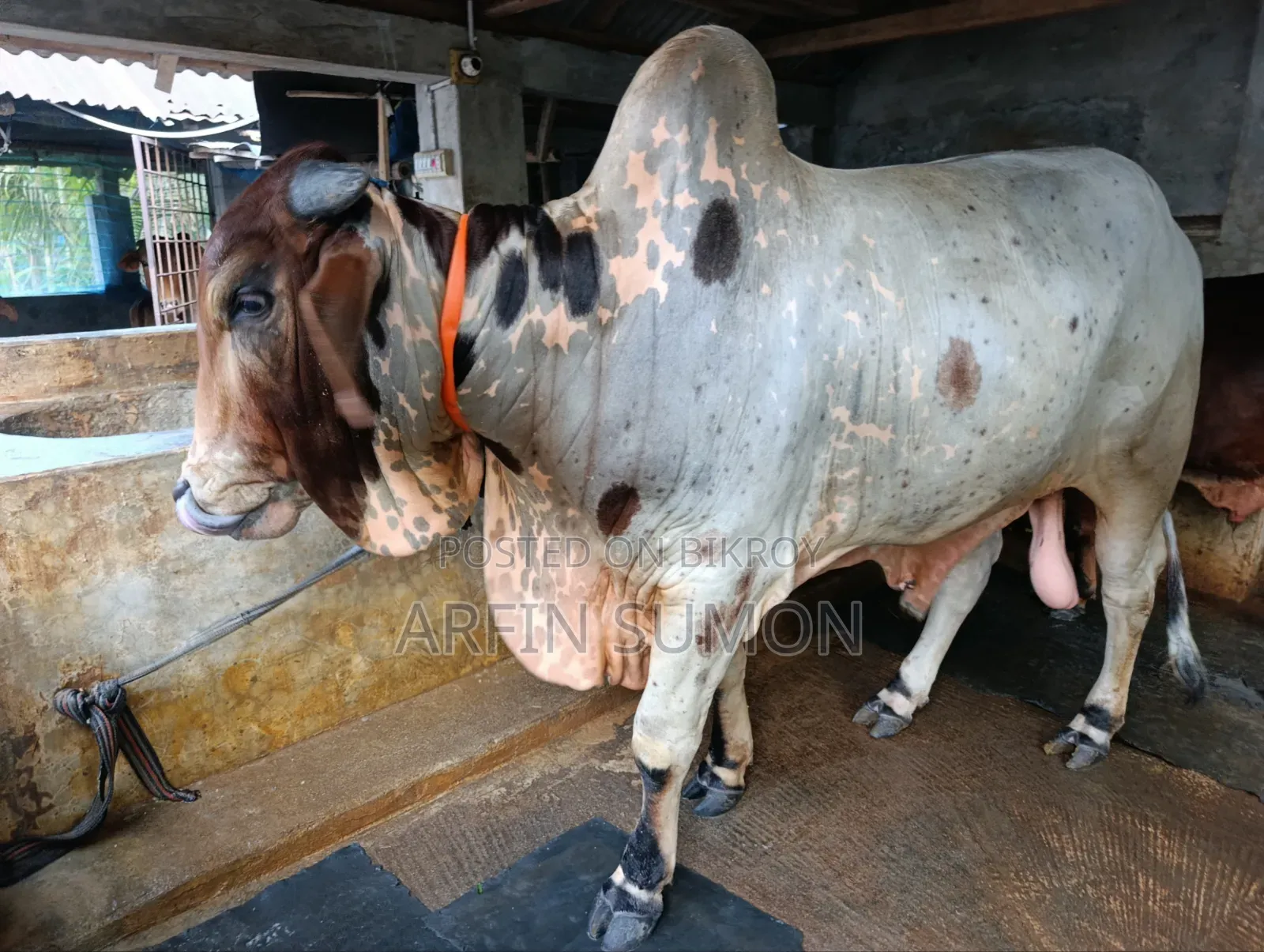 গরু বিক্রি