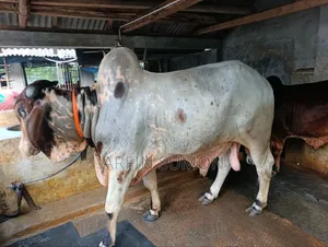 গরু বিক্রি
