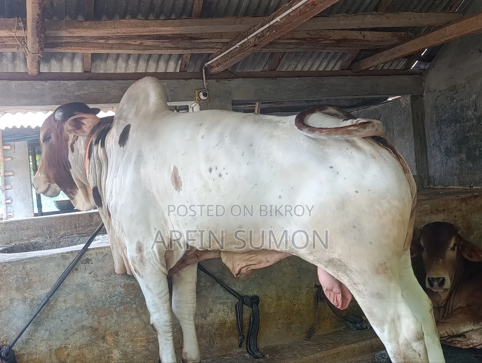 গরু বিক্রি