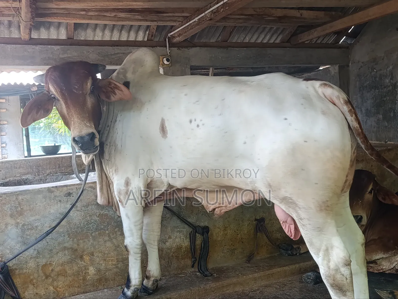 গরু বিক্রি