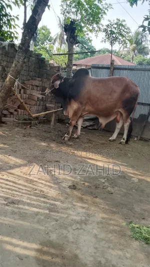 কোরবানির গরু বিক্রি হবে