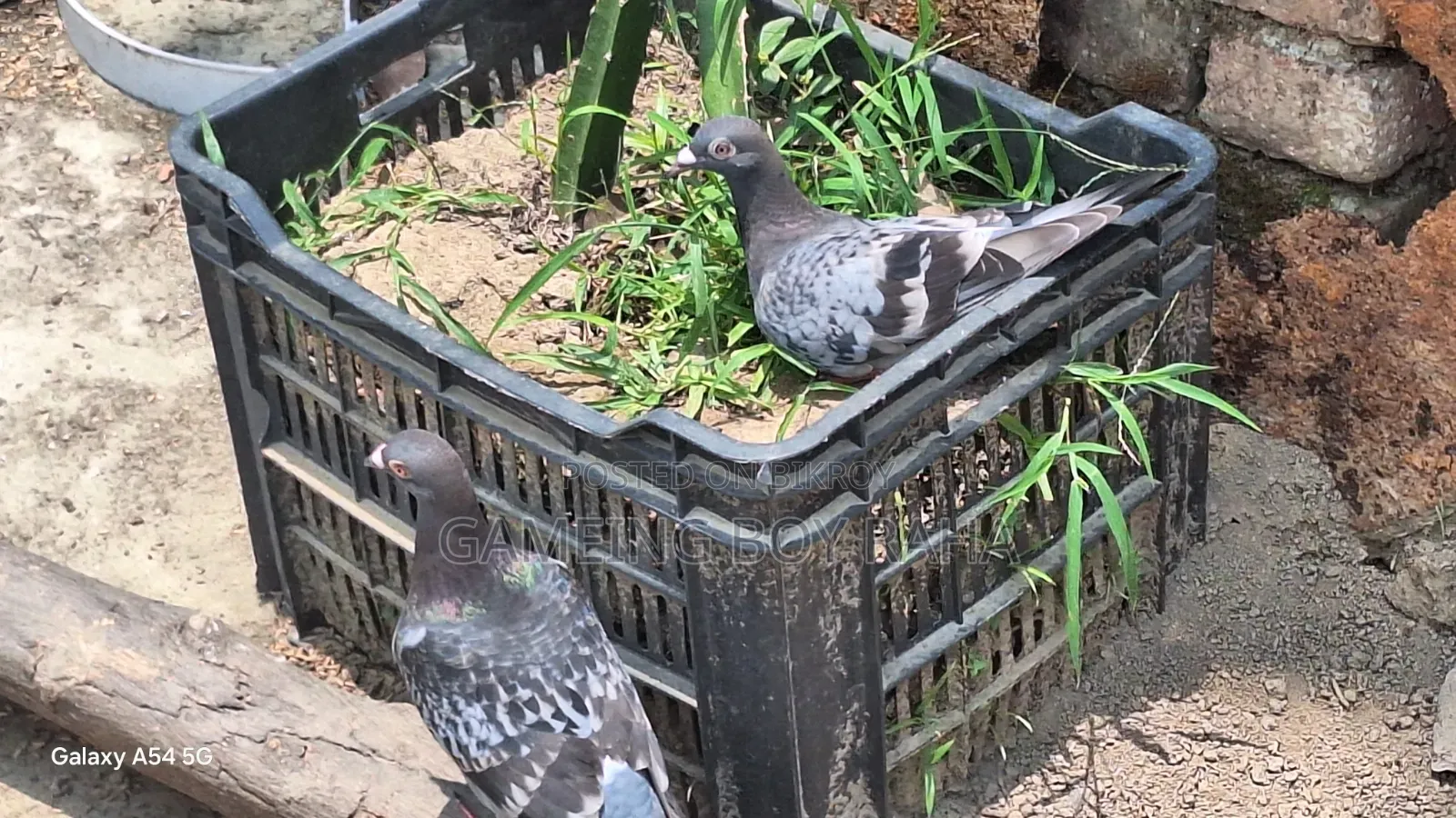 Healthy 4-5 Month Old Racing Pigeons for Sale