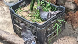 Healthy 4-5 Month Old Racing Pigeons for Sale