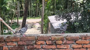 Healthy 4-5 Month Old Racing Pigeons for Sale