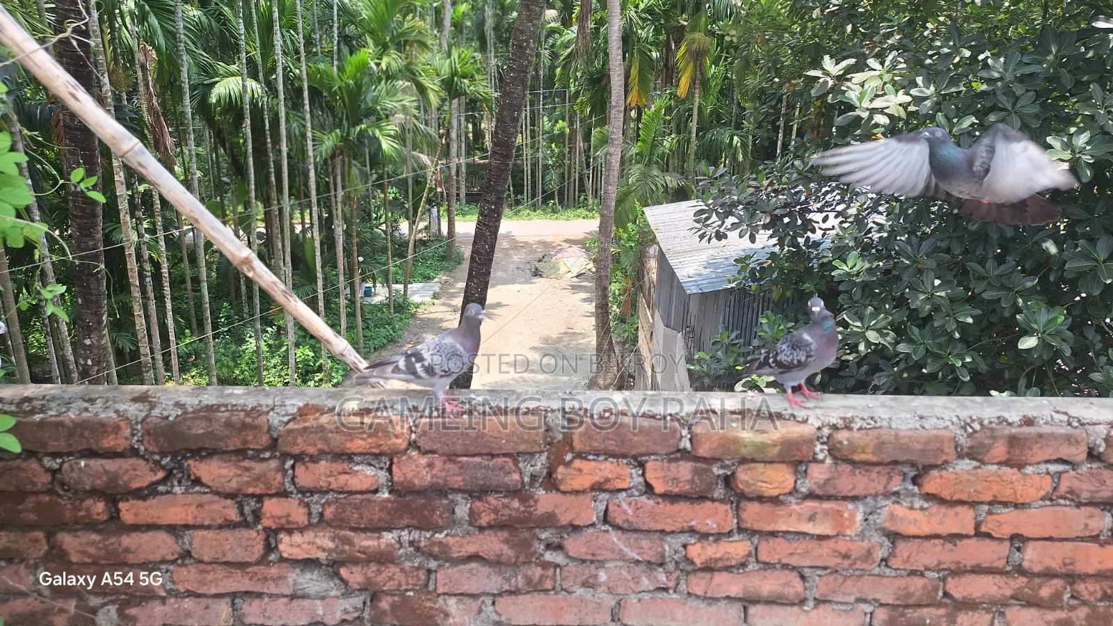 Healthy 4-5 Month Old Racing Pigeons for Sale