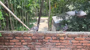 Healthy 4-5 Month Old Racing Pigeons for Sale