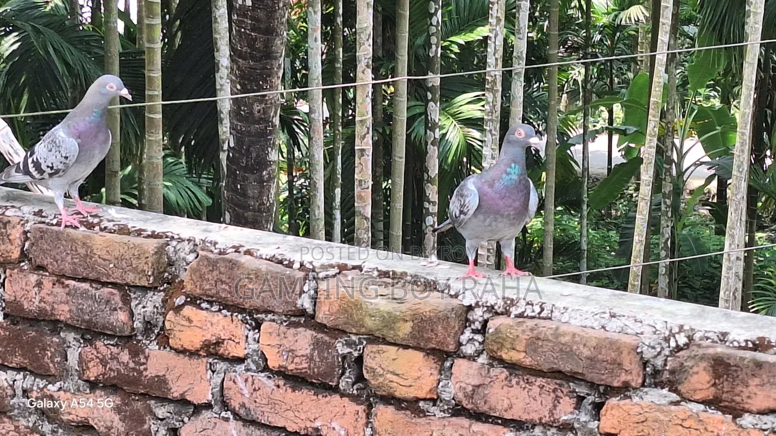 Healthy 4-5 Month Old Racing Pigeons for Sale