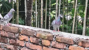 Healthy 4-5 Month Old Racing Pigeons for Sale