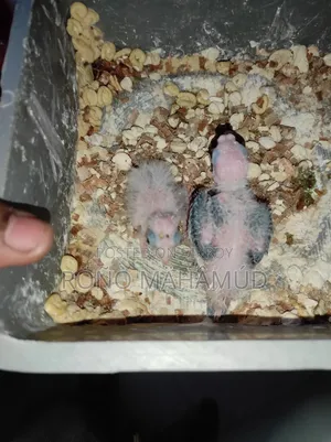 Master Pair Full Setup