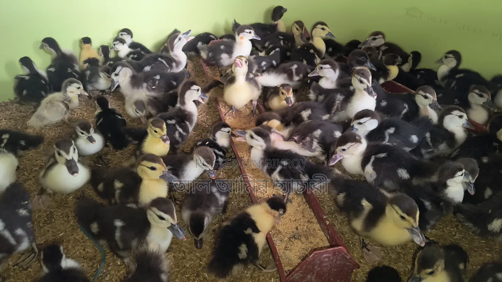 10-day-old Muscovy ducklings for sale
