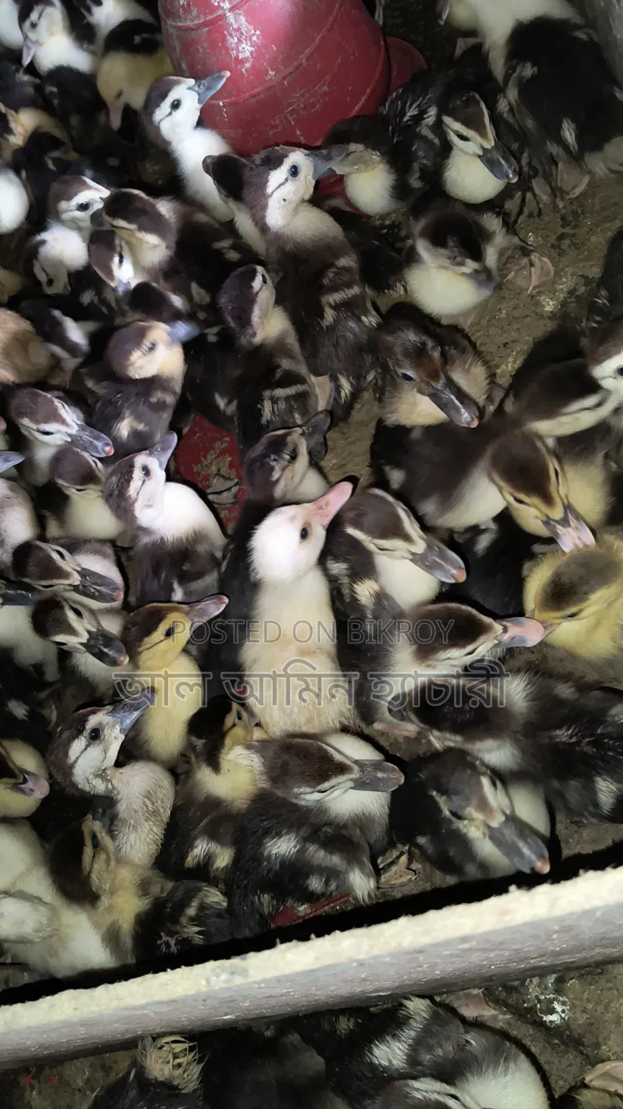 10-day-old Muscovy ducklings for sale