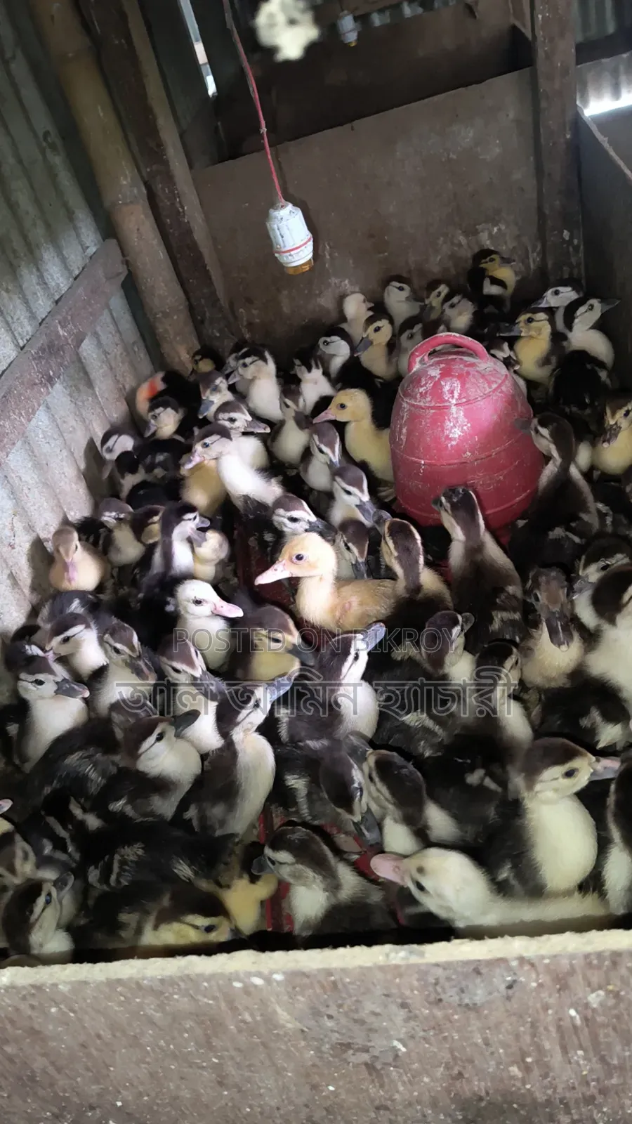 10-day-old Muscovy ducklings for sale