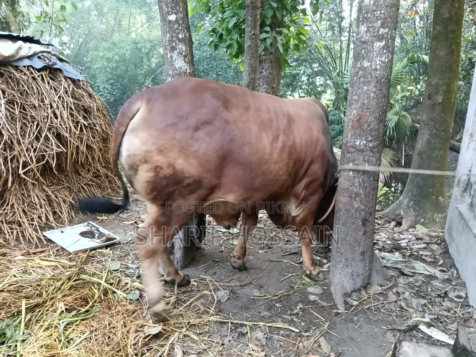 Pure Sahiwal Red Bull for Qurbani for sale.
