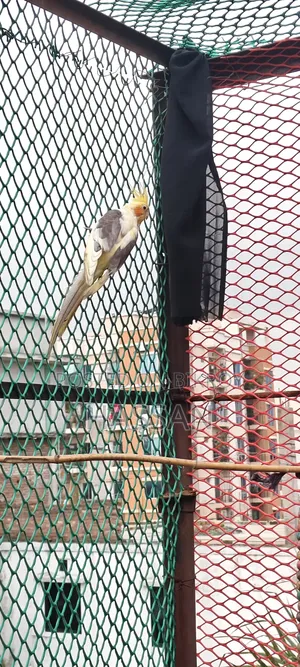 Cockateil Pied Adult