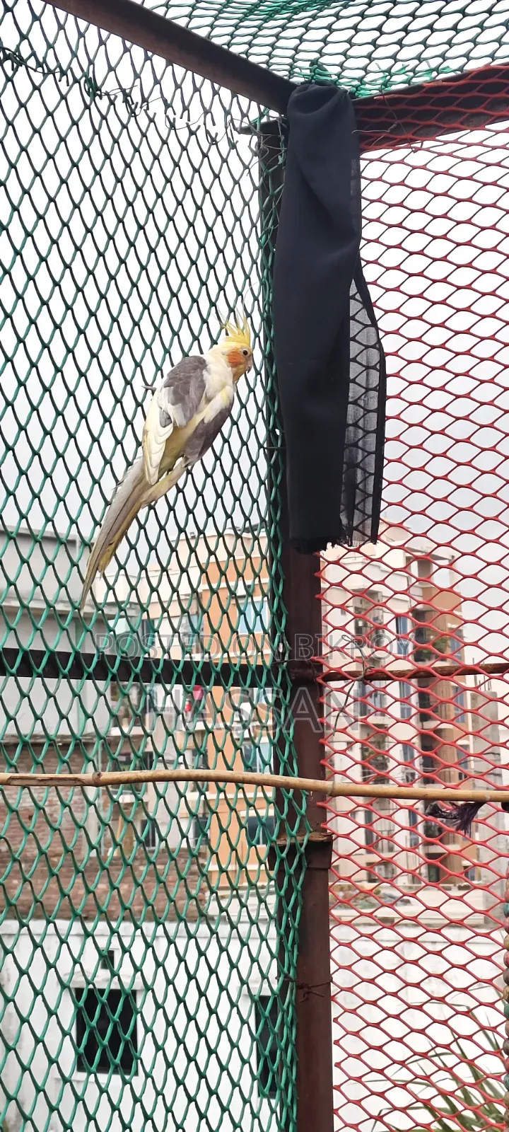 Cockateil Pied Adult