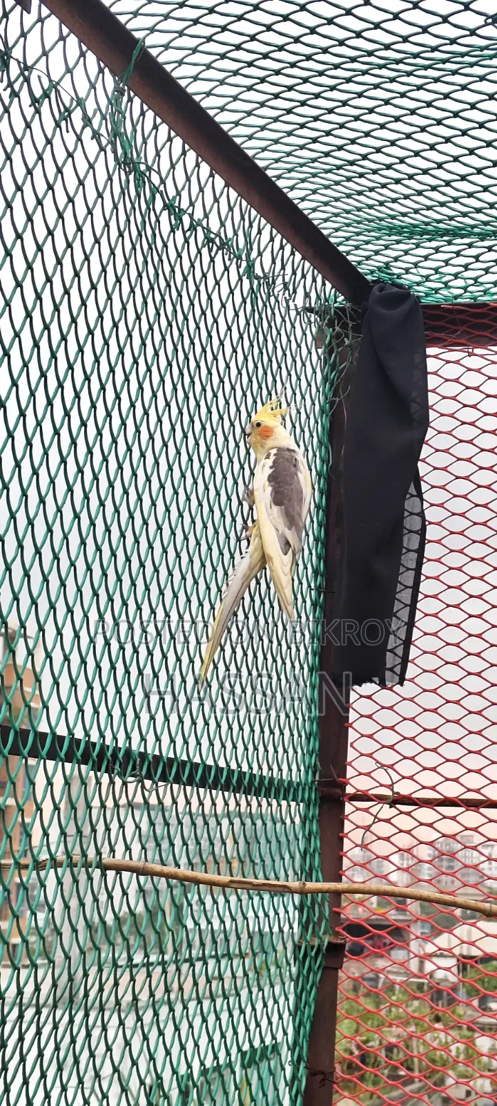 Cockateil Pied Adult
