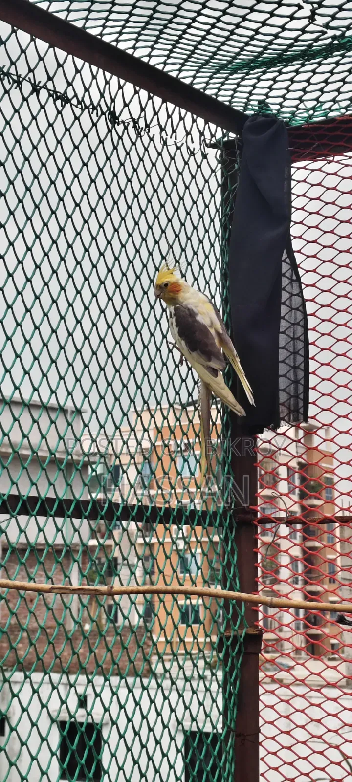 Cockateil Pied Adult