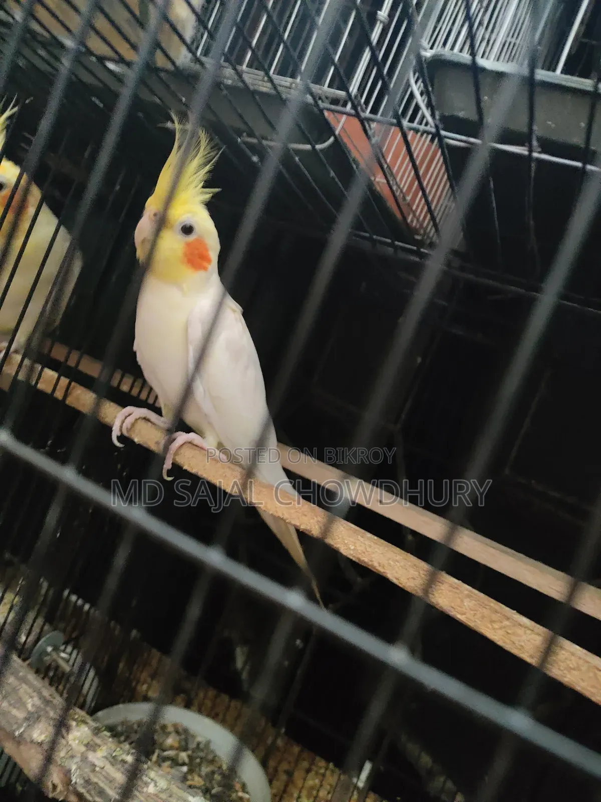 Talking Cockatiel “Mithu” Sings, Whistles, and Dances