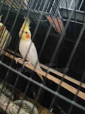 Talking Cockatiel “Mithu” Sings, Whistles, and Dances