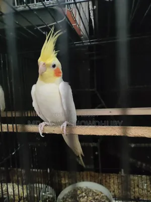 Talking Cockatiel “Mithu” Sings, Whistles, and Dances