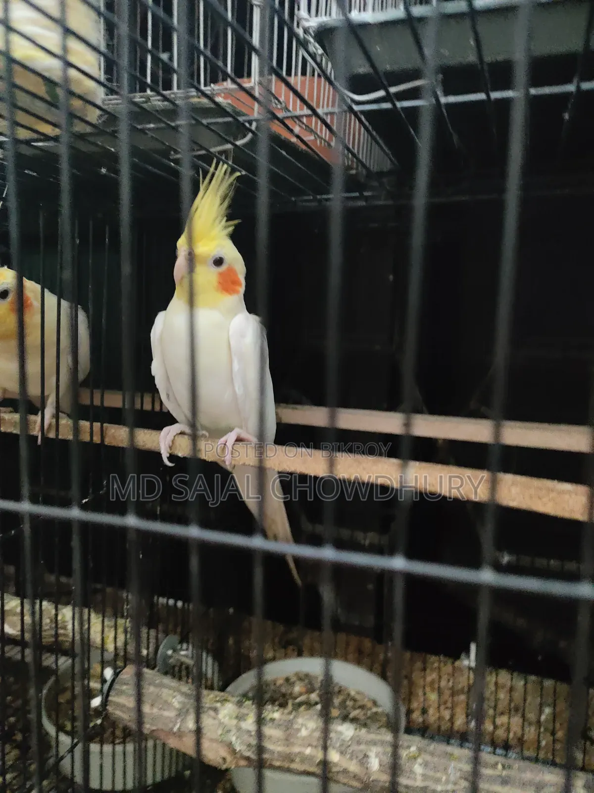 Talking Cockatiel “Mithu” Sings, Whistles, and Dances