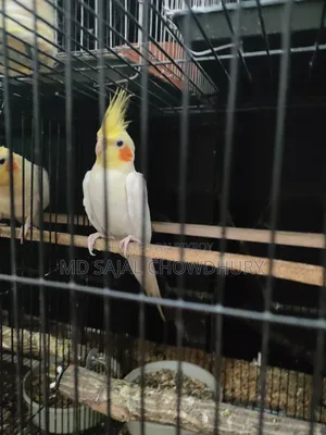 Talking Cockatiel “Mithu” Sings, Whistles, and Dances