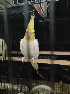 Talking Cockatiel “Mithu” Sings, Whistles, and Dances