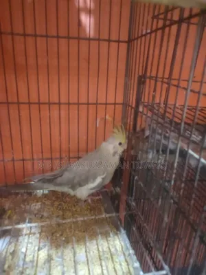 Grey Cockatiel Baby