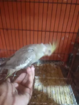 Grey Cockatiel Baby