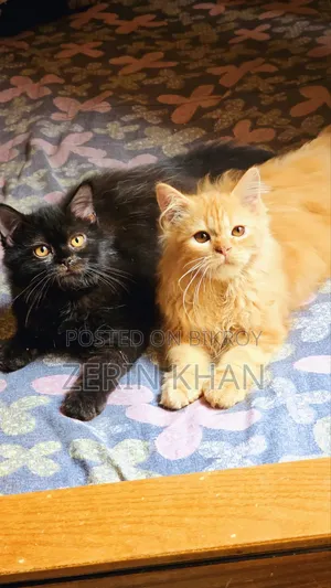 1-3 Months Male Purebred Persian