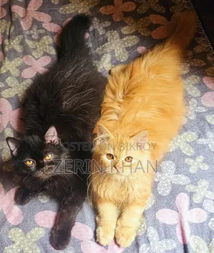 1-3 Months Male Purebred Persian