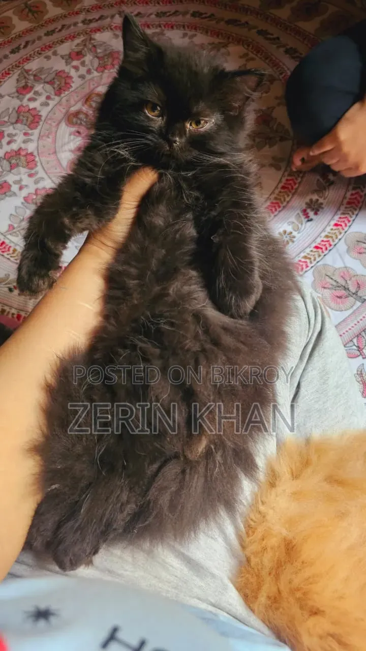 1-3 Months Male Purebred Persian